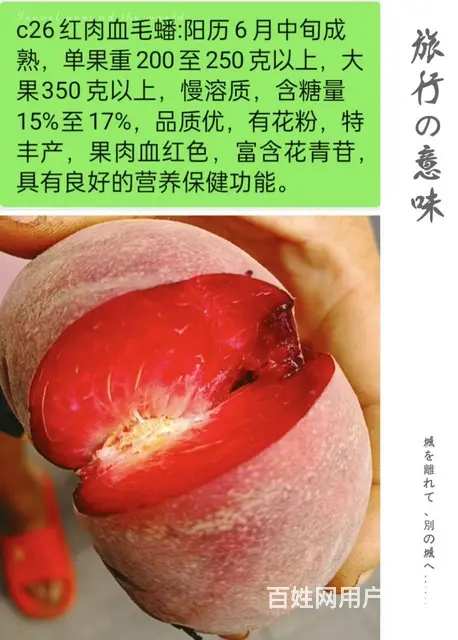 山东济宁曹妃油蟠桃苗奶油蟠桃苗紫霞油蟠桃苗油蟠晚7 - 图片 11