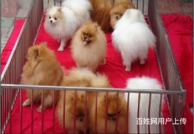 茶杯狗博美俊介犬网红明星俊介同款小口袋体不掉毛的狗 - 图片 2