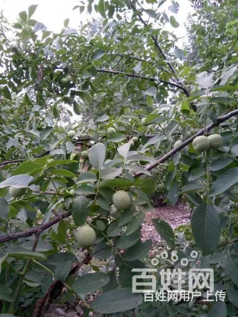 青皮核桃 - 图片 1