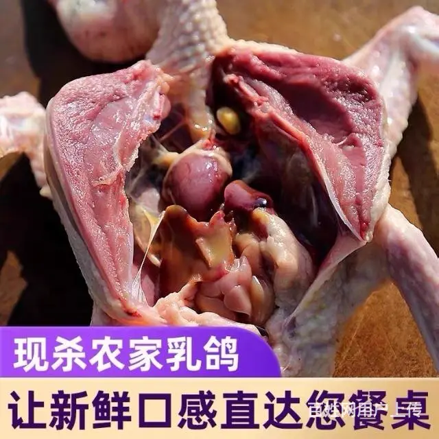 出售乳鸽，大肉鸽子， - 图片 9