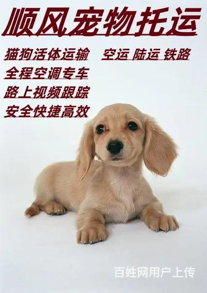 老河口专业猫狗托运 上门接送 宠物托运至全国 - 图片 3