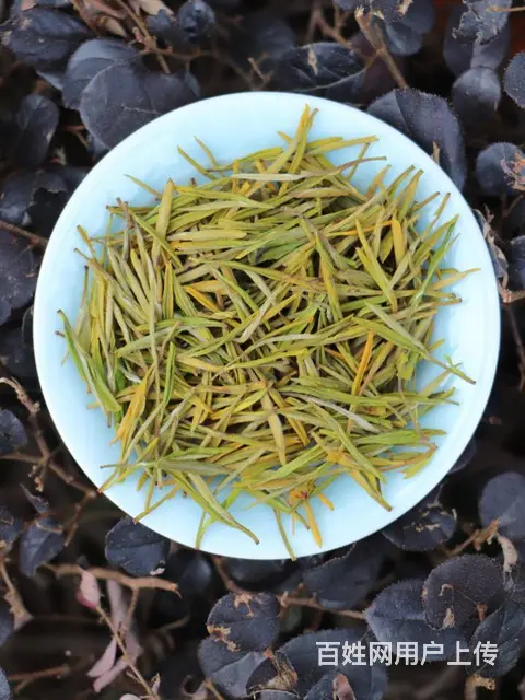 安吉黄金芽 中秋佳品 原产地直销 - 图片 2
