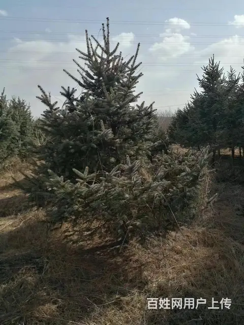 常年出售云杉，柏树，油树，长青树 - 图片 12