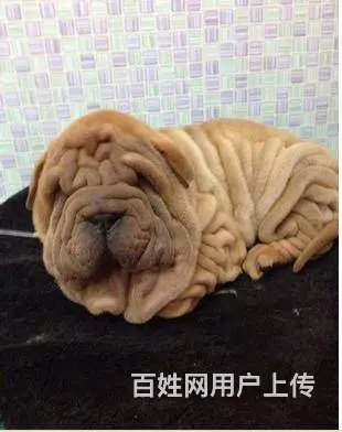 枣庄出售纯种血统的沙皮幼犬  活泼健康  售后完善 - 图片 2