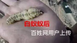 珠海灭蟑螂，灭鼠，灭白蚁！无效退款 - 图片 9