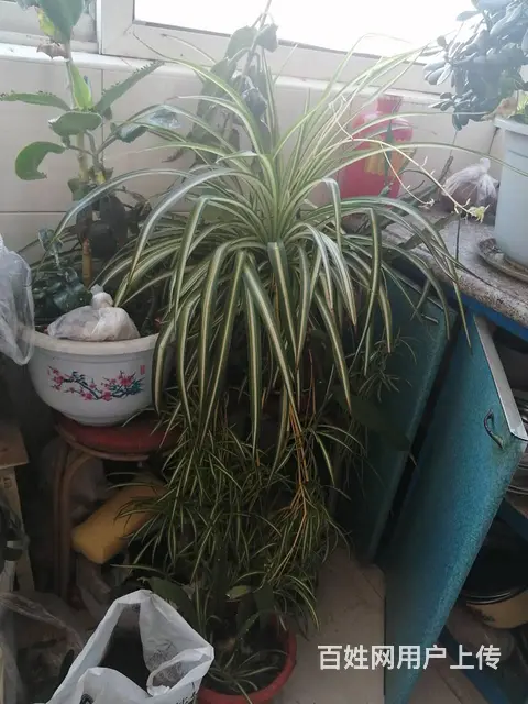 1米高大盆花卉玉树和刺玫杜鹃等出卖 - 图片 2