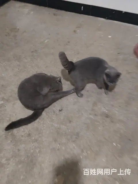 出售蓝猫 - 图片 3