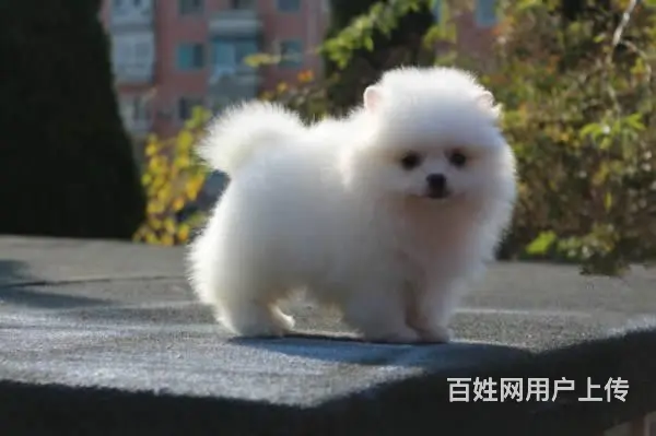 纯种博美狗幼犬出售 哈多利博美犬价格 博美犬专卖犬 - 图片 4