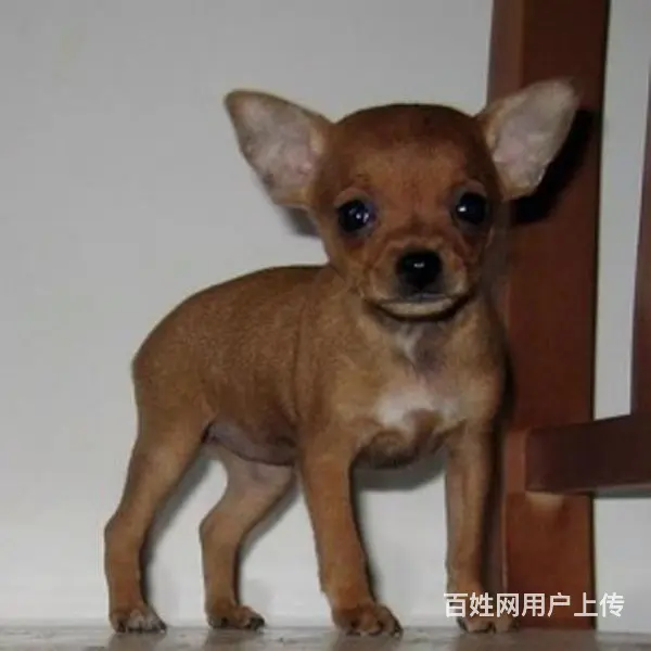 宿迁【十年老店】常年繁殖优质血统小鹿犬幼犬 - 图片 9