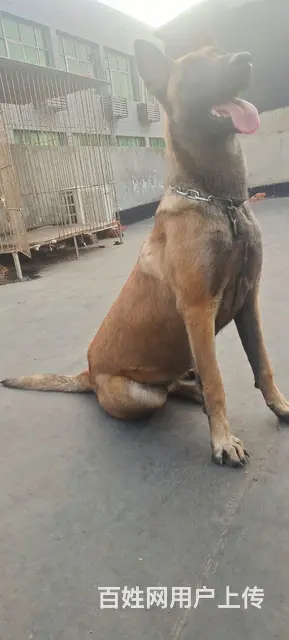 德国进口二代马犬 - 图片 2