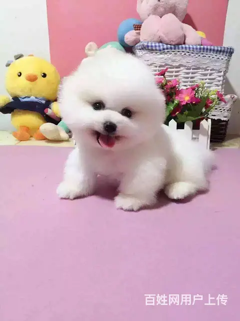 哪里有出售博美犬 长期出售哈多利 俊介 博美犬 - 图片 6