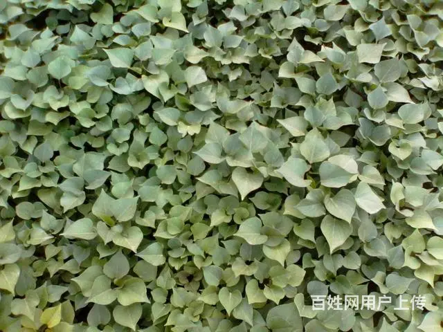 河北秦皇岛卢龙18630323378大量供应地瓜苗 - 图片 1