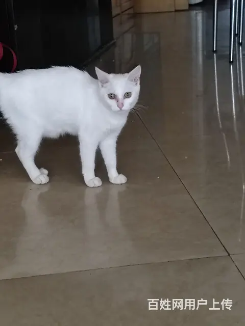 领养猫咪 - 图片