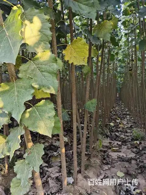 威海精品杨树苗供应//优质107杨树苗出售 - 图片 1