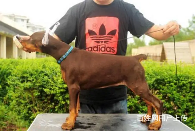 专业繁殖高品质杜宾幼犬 纯种杜宾犬多少钱 - 图片 3