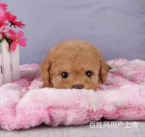 广州纯种迷你贵宾犬价格 狗舍直销 包纯种健康签协议 - 图片 4