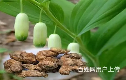 湖北百草堂黄精种植以科技赋能，引领农业产业新风尚 - 图片 1