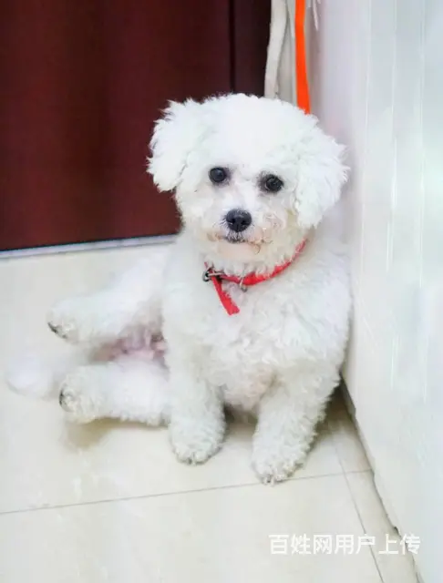 【搞定了！】免费领养白色卷毛梗犬11个月免疫全洗澡驱虫全 - 图片 1