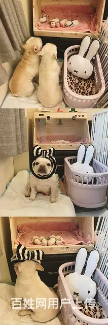 出售高品质法国斗牛犬 终身售后送货 - 图片 8