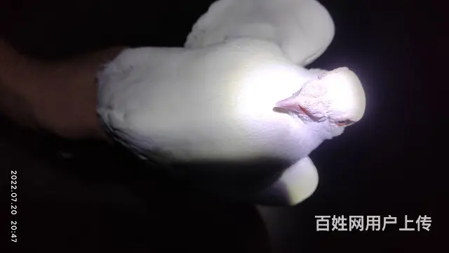 白色鸽子沙眼 - 图片 4