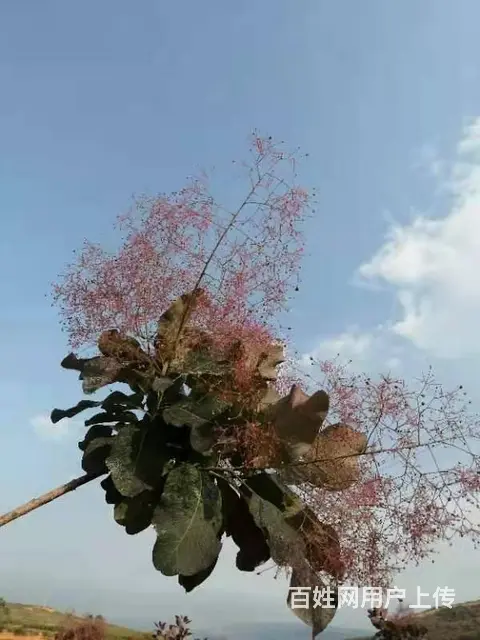 昆明斗南基地鲜花批发美旗花卉直供尤加利木百合 - 图片 3