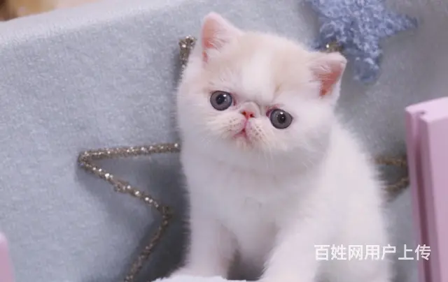 哪里有异国短毛猫加菲猫卖 粘人吗 多少钱一只 - 图片 6