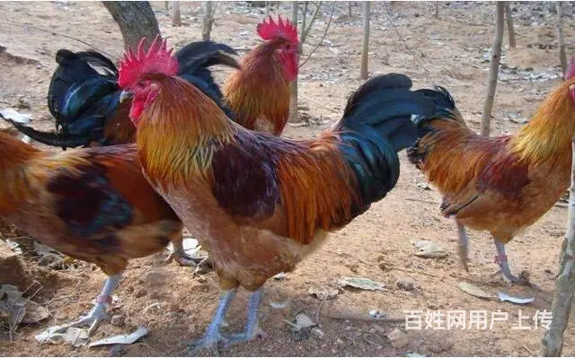 烟台跑山鸡苗 烟台九斤红鸡苗 烟台红玉鸡苗 - 图片 4