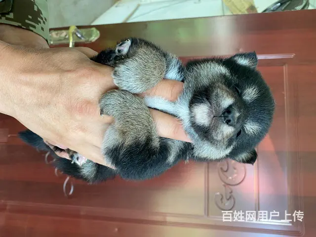 纯种柴犬出售 - 图片 3