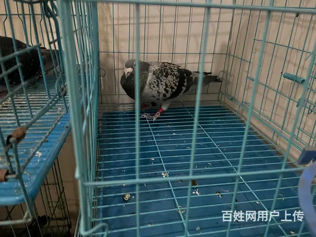 种鸽信鸽榕城梅云看鸽子 - 图片 4
