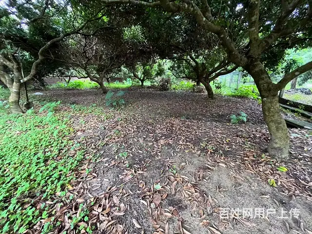 从化区桃花小镇旅游区附近1.5亩平地果园整体转让 - 图片 3