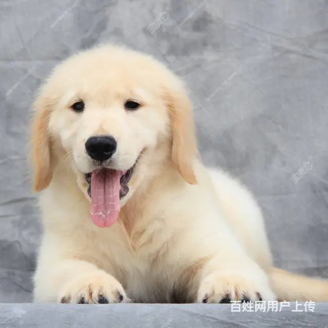 出售赛级大头金毛犬 纯正血统金毛幼犬 - 图片 8