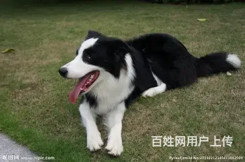 边牧哪里能买到边牧多少钱边牧哪里有 - 图片 2