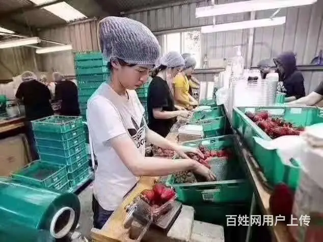 澳大利亚出国劳务 特殊渠道 保出签率高 雇主直招 - 图片 1
