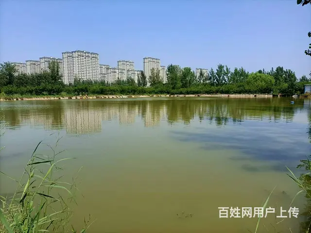 （圆点快讯）沛县鱼塘养殖地转让 - 图片 2