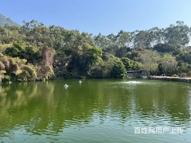 山泉水养殖罗非鱼，无土腥味 - 图片 1
