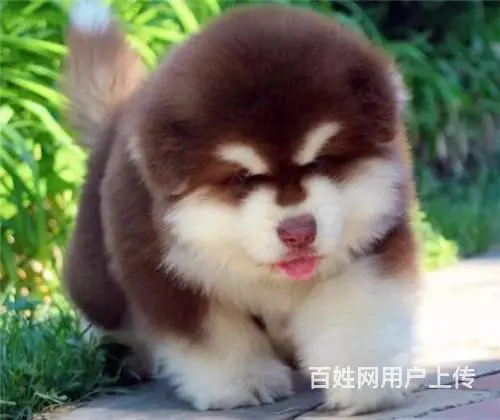 长春出售纯种大骨架巨型阿拉斯加犬 阿拉斯加犬图片 - 图片 4