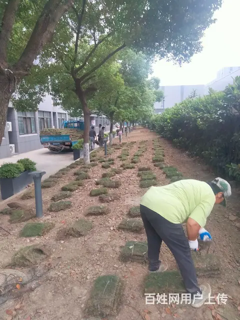 专业厂区别墅庭院绿化设计施工移树砍树伐树修树等 - 图片 5
