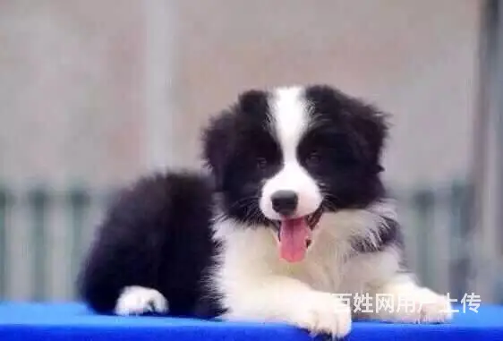 辽阳如何挑选纯种边牧，边牧靠谱商家 - 图片 10
