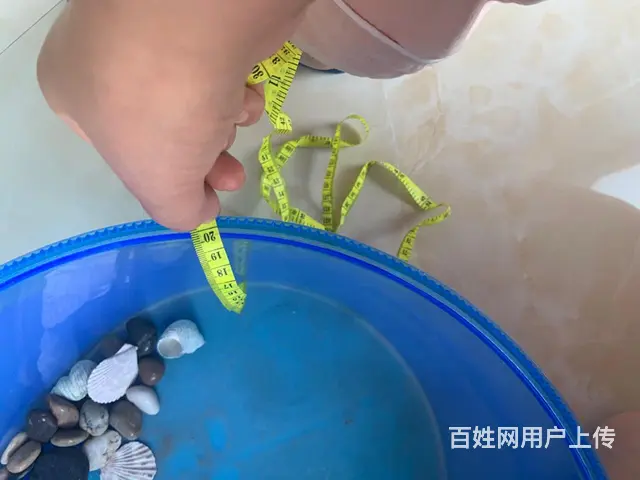 乌龟盆 - 图片 5