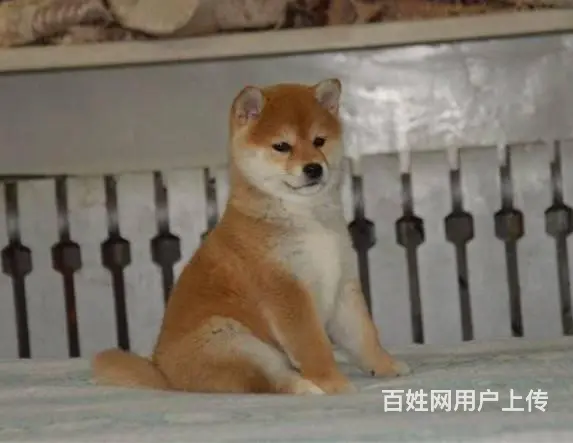 柴犬多少钱一只 哪里有卖柴犬柴犬 - 图片 8