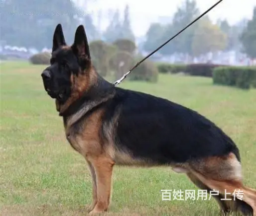 大头德牧、锤系德牧、德国牧羊犬、黑脸德牧 - 图片 4