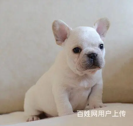 纯种法国斗牛犬幼犬、CKU认证犬舍、签协议可送货 - 图片 1