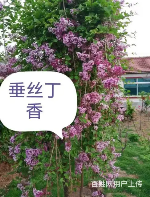 抚顺新抚名气大的草皮价格优惠 - 图片 3