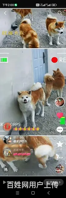 出售可爱忠犬秋田 - 图片 1