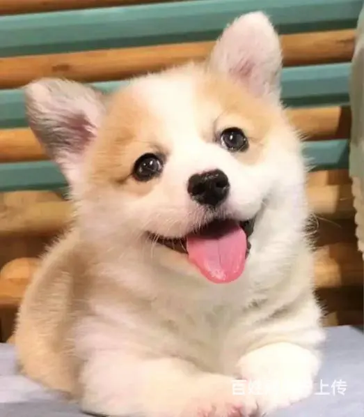 广州大型犬舍基地专业繁殖泰迪比熊博美柯基柴犬法斗 - 图片 1