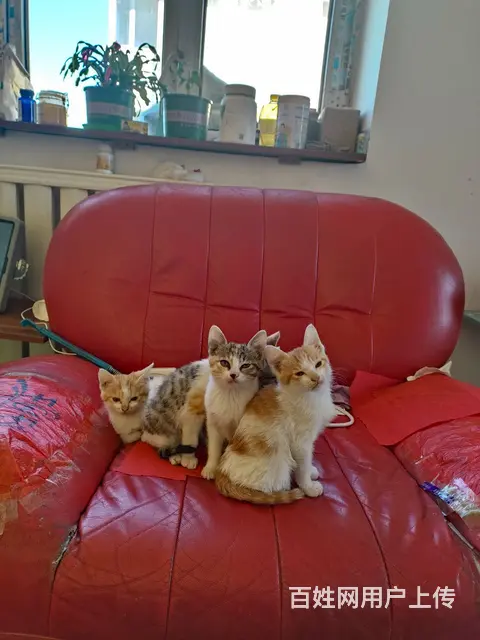 小猫 - 图片 4