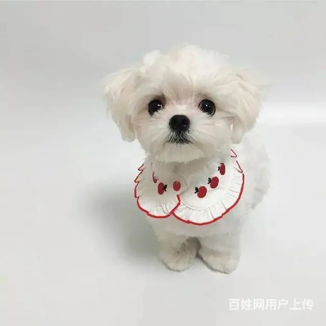 广州马尔济斯犬一只多少钱 实体犬舍 自家繁殖保健康 - 图片 3