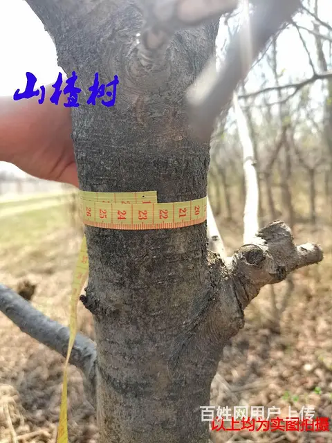 自家果木 树木 价格电联 - 图片 1