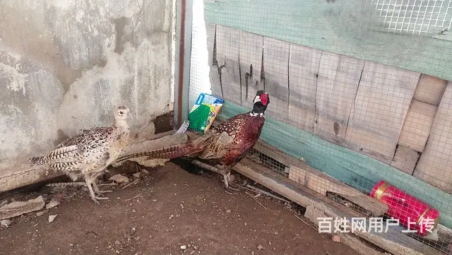 宠物鸡 - 图片 1