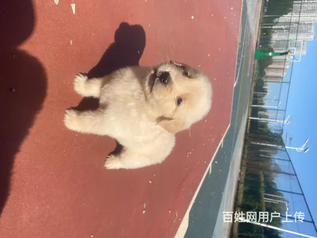 血统金毛 - 图片 12